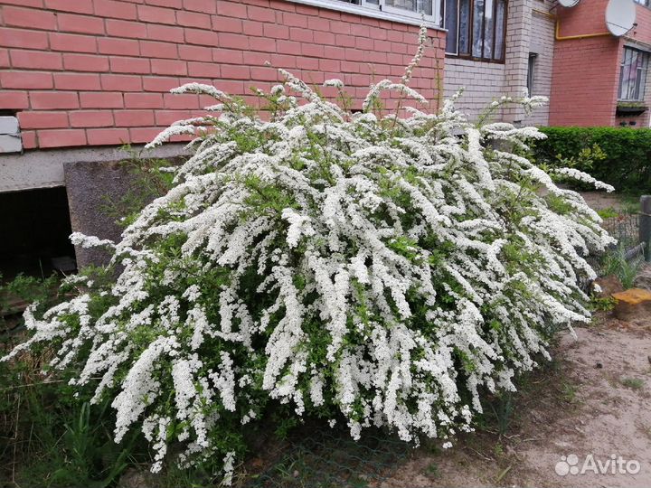 Розовая акация, бархат амурский и другие редкие де