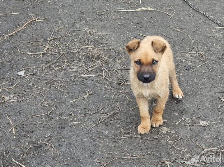 Собака