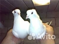 Белые голуби
