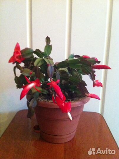 Декабрист цветок