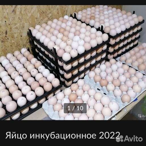 Инкубационное яйцо