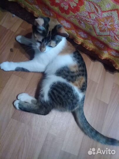 Кошка-сова в добрые руки