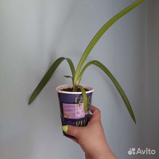 Луковицы амариллиса,гиппеаструм