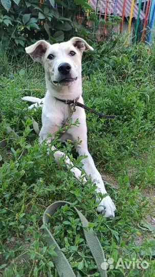 Щенок мальчик