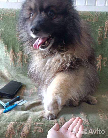 Стрижка собак, и кошек, вычес, груминг, грумер