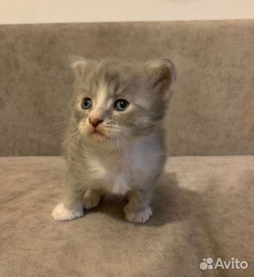 Котик