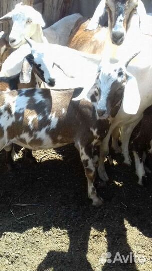 Козы годовалые