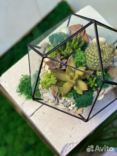 Флорариум цветы подарок
