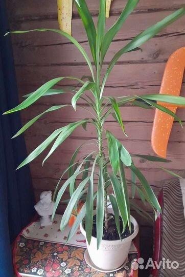 Пальма Юкка