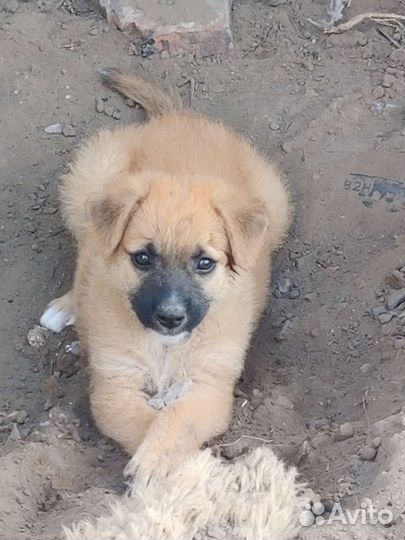 Щенки бесплатно