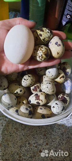 Яйцо перепелинное и куринное домашние