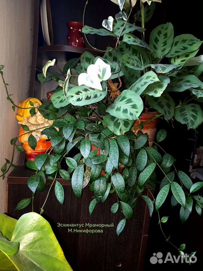 Эсхинантус