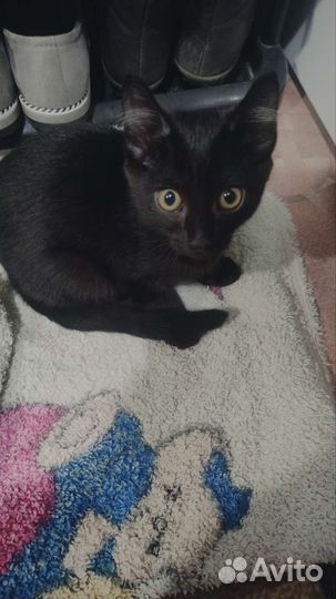 Кошка 4 месяца