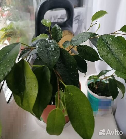 Фикус Бенжамина Даниэль