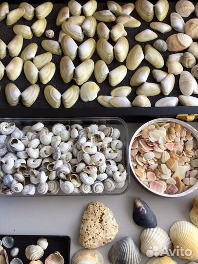 Ракушка для умелых и творческих