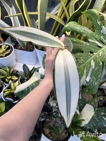 Сансивиерия Натали Манолин Бьюти Маин