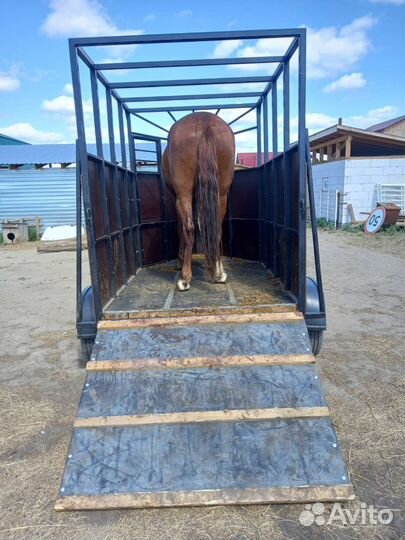 Откорм Лошадей