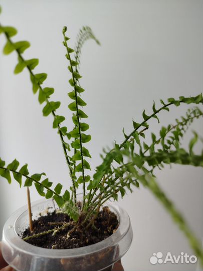 Папоротник Грин леди