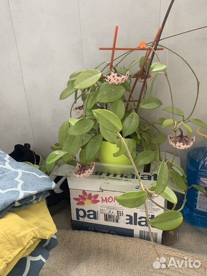 Хойя в цвету