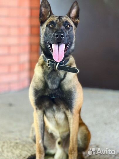 Вязка Малинуа