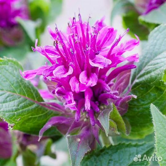 Монарда (Дикий бергамот) гибридная Purple Lace Саж