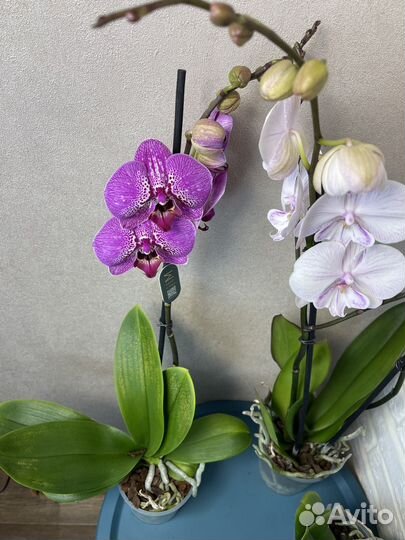 Орхидея фаленопсис цветы