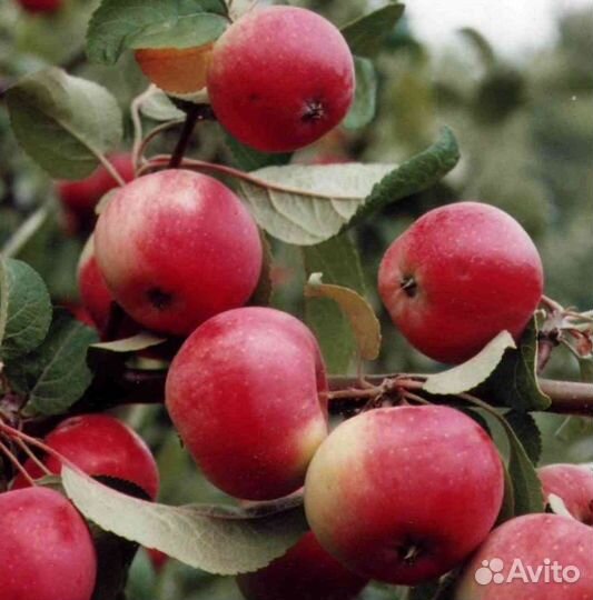 Зимостойкие сибирские саженцы