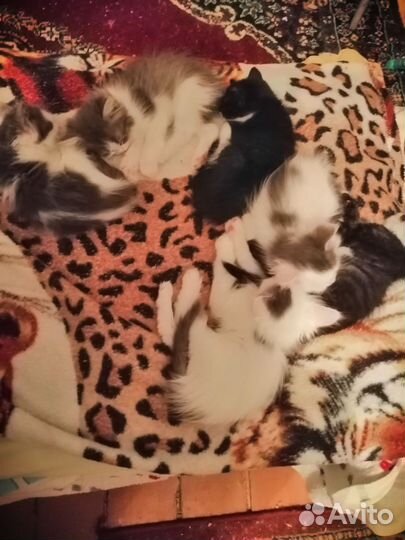 Кошка
