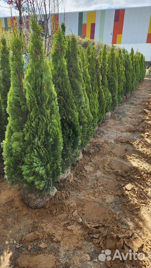Туя смарагд 140-160см