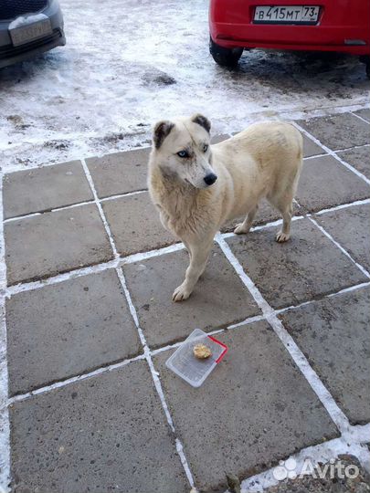 Собака друг компаньон