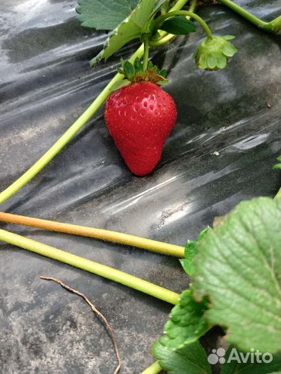 Клубника ремонтантная Мальга