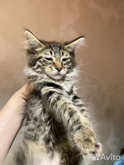 Подкинули 8 котят