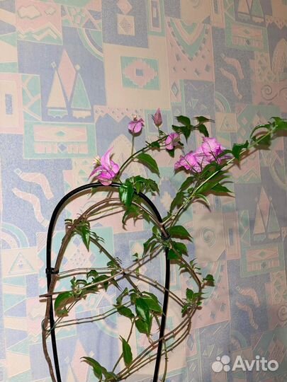 Комнатные цветы