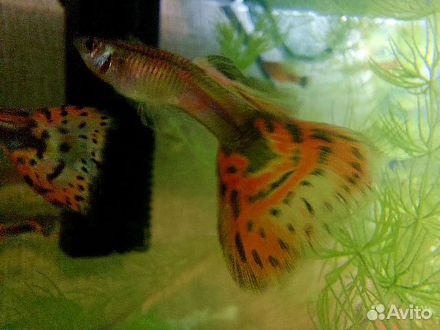 Гуппи, криветки,улитки,растения в аквариум