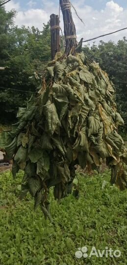 Веники для бани