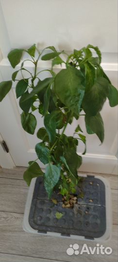 Перец комнатный в горшке