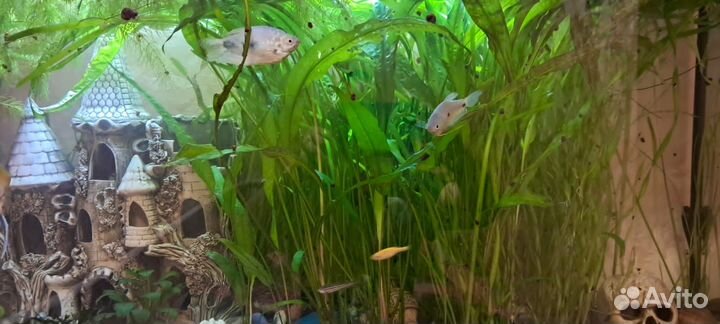 Аквариумный набор