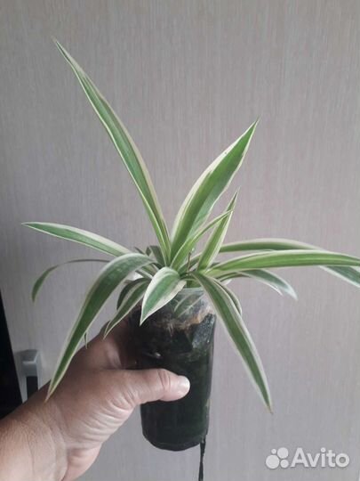 Хлорофитум