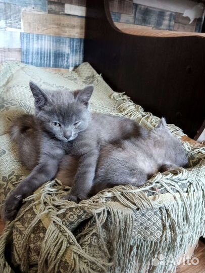 Котята с доставкой