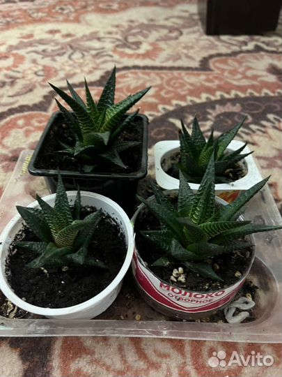 Суккуленты, хавортия, цветы