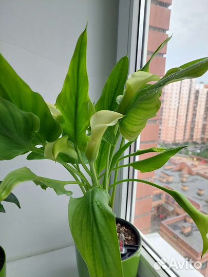 Калла Florex Gold