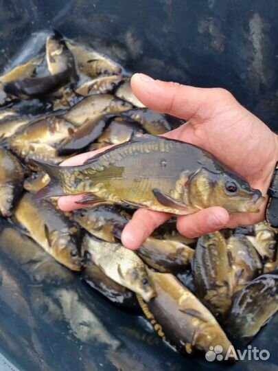 Малек Карпа