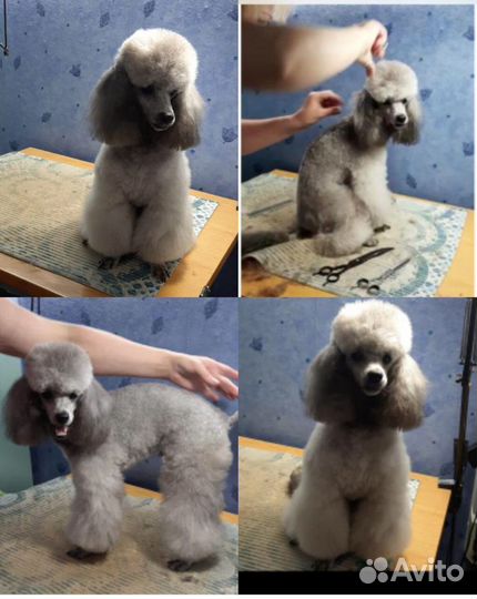 Стрижка собак и кошек