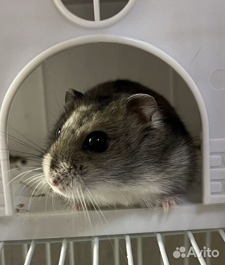 Клетка для хомяка