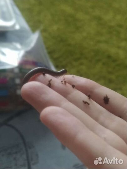 Уход за экзотическими животными, передержка