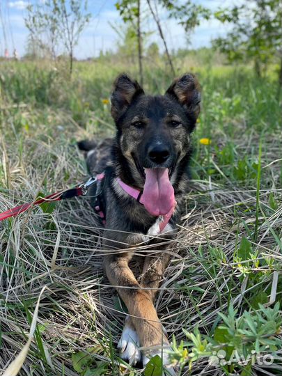 Овчарка мини Небольшая девочка в дар