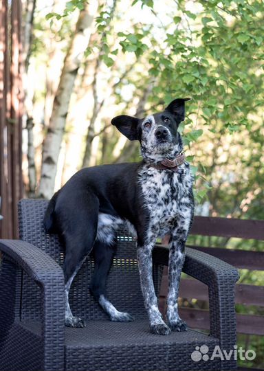 Метис курцхаара Молли