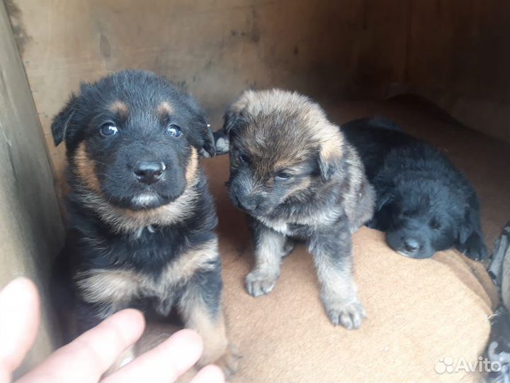 Собака в добрые руки отдам бесплатно