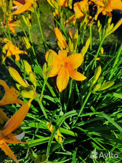 Фиалка, лилейник