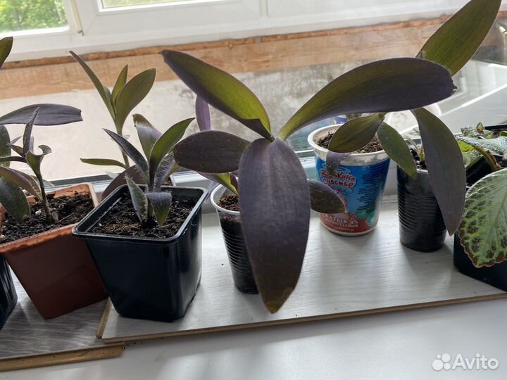 Комнатные цветы